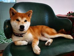 -是阿柴呀！柴犬咖啡·爱喵喵猫咖