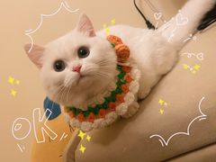 -欣宠猫屋·矮脚拿破仑·蓝金金渐层