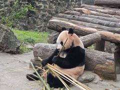 -都江堰中华大熊猫苑