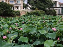 -长广溪湿地公园
