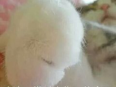 -华莱士·全鸡汉堡(财经学院店)