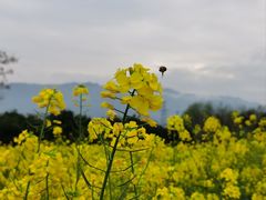 -漩门湾国家湿地公园