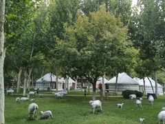 -九十九顶毡房(阜石路店)