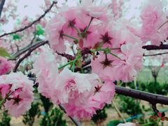 -天适樱花悠乐园