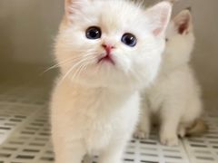 -lincat·猫舍(广州店)