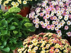 -溪岸路花鸟市场