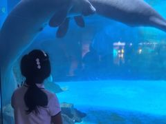 -烟台海昌鲸鲨海洋公园