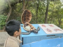 -广东惠东海龟国家级自然保护区