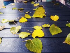 -三里屯东五街银杏大道