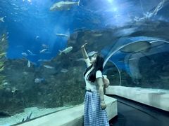 -芜湖新华联大白鲸海洋公园