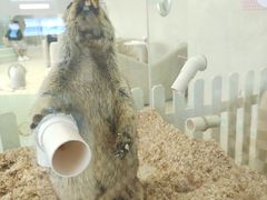 -怪兽屋·羊驼·猫咖·狗咖(俊华广场店)