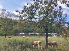 -黄椅山火山森林公园