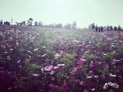 -荷兰花海