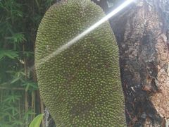 -碧江金楼