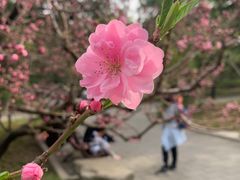 -香山公园