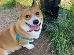 -趣多多宠物公园·宠物训犬学校·宠物寄养