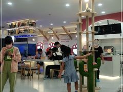 -喵园·猫主题咖啡厅·撸猫·猫咖(国贸店)