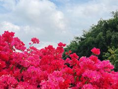 -深圳人才公园