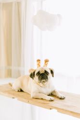 -ZOO KIDS象集摄影工作室(西城公馆店)