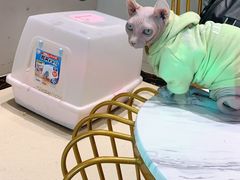 -藏猫猫咖啡主题馆(中央大道店)