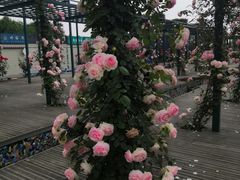 -都江堰玫瑰花溪谷