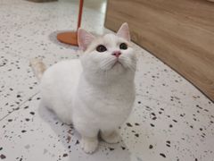 -Umiao与猫咖啡 猫咖