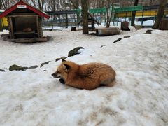 -宫城藏王狐狸村