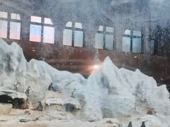 -帝企鹅自助餐厅•儿童岛•真企鹅(长隆企鹅酒店)