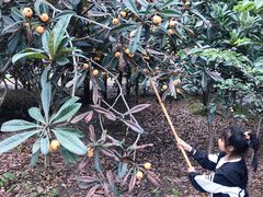 -塘栖枇杷特色园区