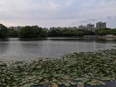 -新江湾城公园