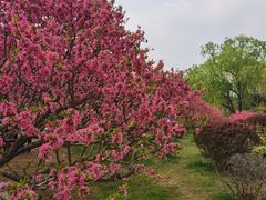 -莲花池公园