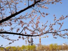 -桃花堤公园
