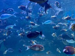-海合安成都极地海洋公园
