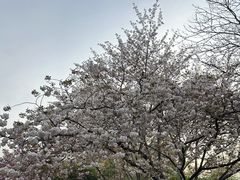 -黄兴公园