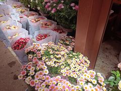 -三圣花乡旅游区