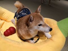 -逗柴咖啡屋·狗咖猫咖宠物桌游