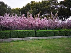 -昆山城市生态森林公园