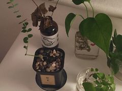 -植觉