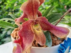 -北京植物园-展览温室