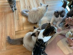 -遇见羊驼·奶狗咖·布偶猫咖·法斗柯基柴犬阿拉斯加(春熙路太古里IFS店)