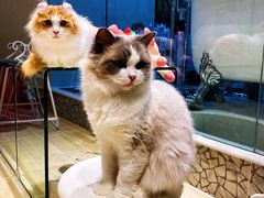 -momokira米努特·德文卷毛猫·棉花面纱犬