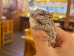 -酷以爬仙阁实体爬宠店·守宫·蜥蜴·专业繁育