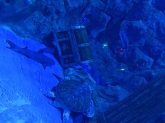 -芜湖新华联大白鲸海洋公园