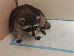 -浣熊柯尔鸭土拨鼠·电玩咖