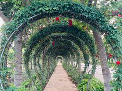 -海上花岛玫瑰园采摘