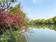 -西湖外事游船(花港观鱼码头)