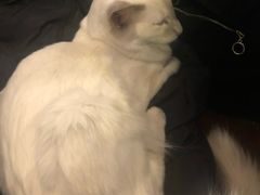 -猫小院猫主题餐厅(三里屯店)