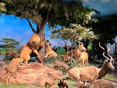 -国家自然博物馆