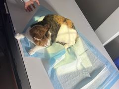 -邢大夫动物医院