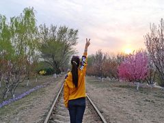 -永定河休闲森林公园